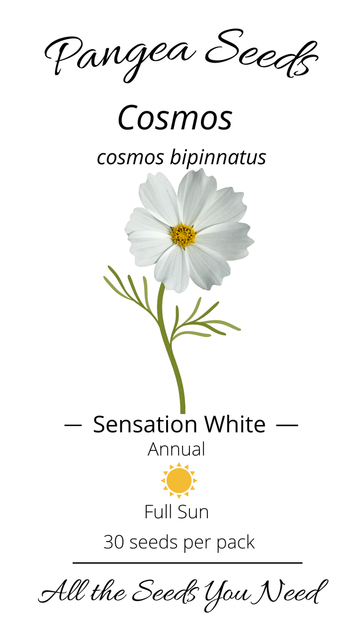 Sensation White Cosmos