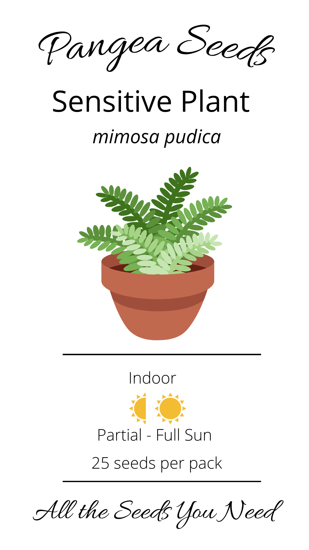 Sensitive Plant (Mimosa pudica)