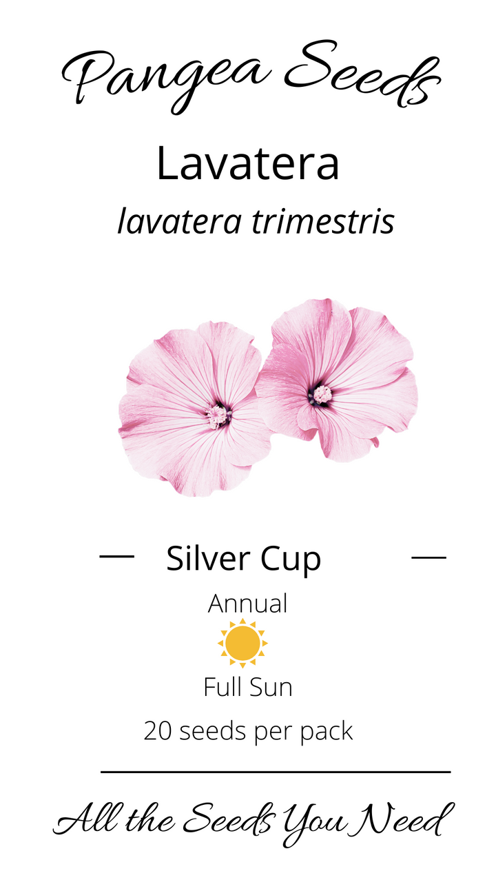 Silver Cup Lavatera