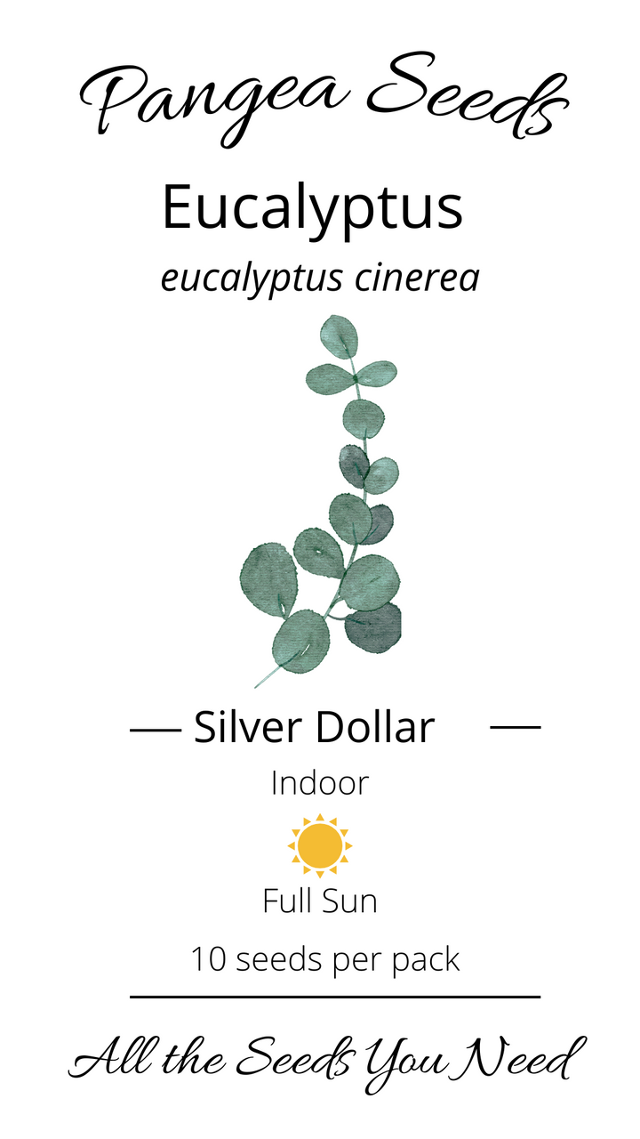 Silver Dollar Eucalyptus