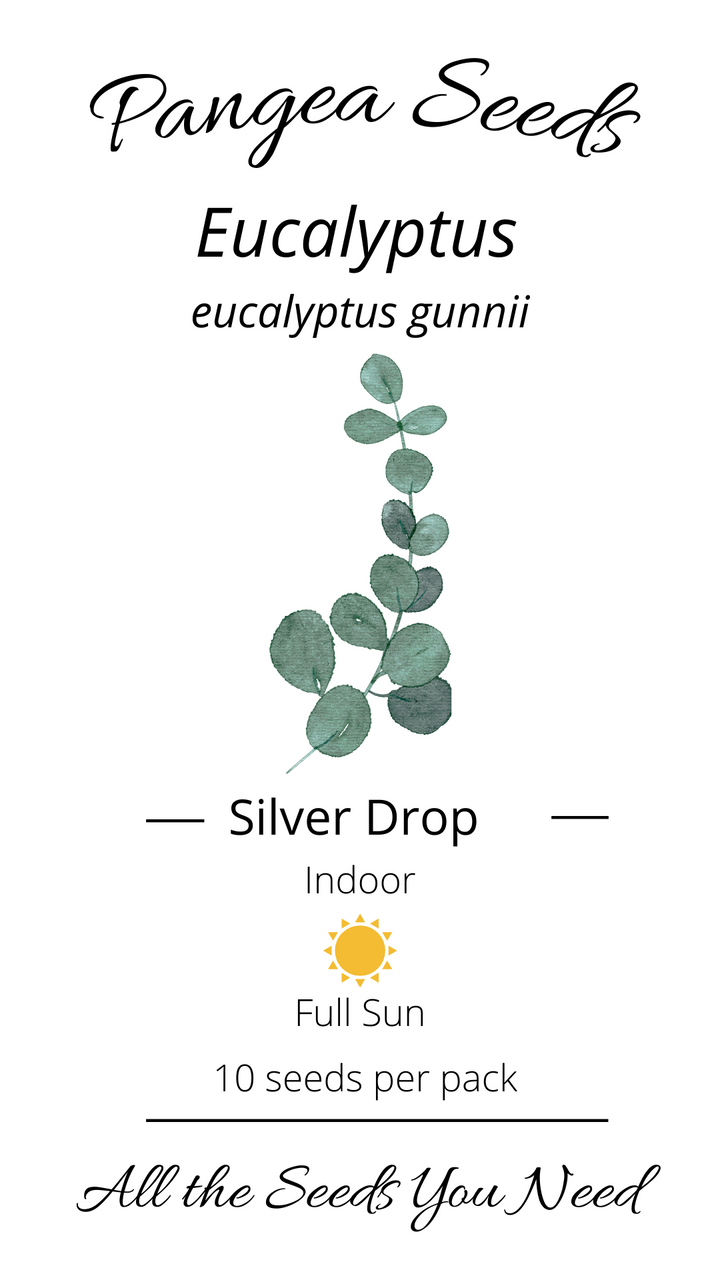 Silver Drop Eucalytpus