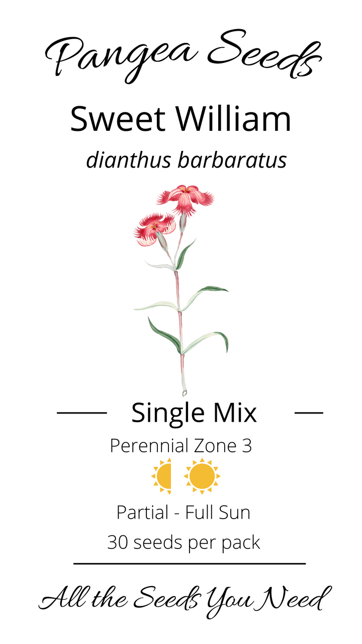 Giant Single Mix Dianthus