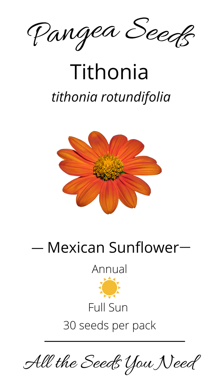 Tithonia/ Mexican Sunflower Fiesta Del Sol