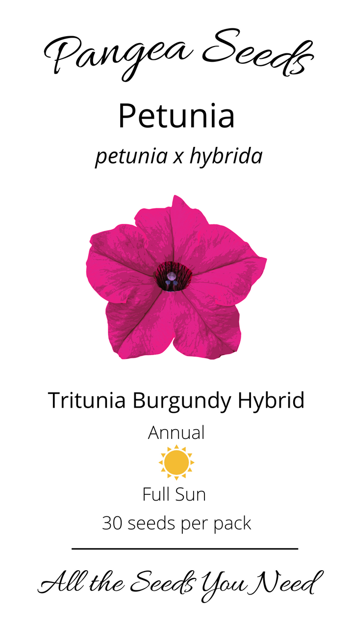 TriTunia™ Burgundy Hybrid Petunia