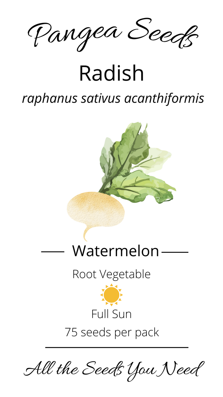 Watermelon Radish