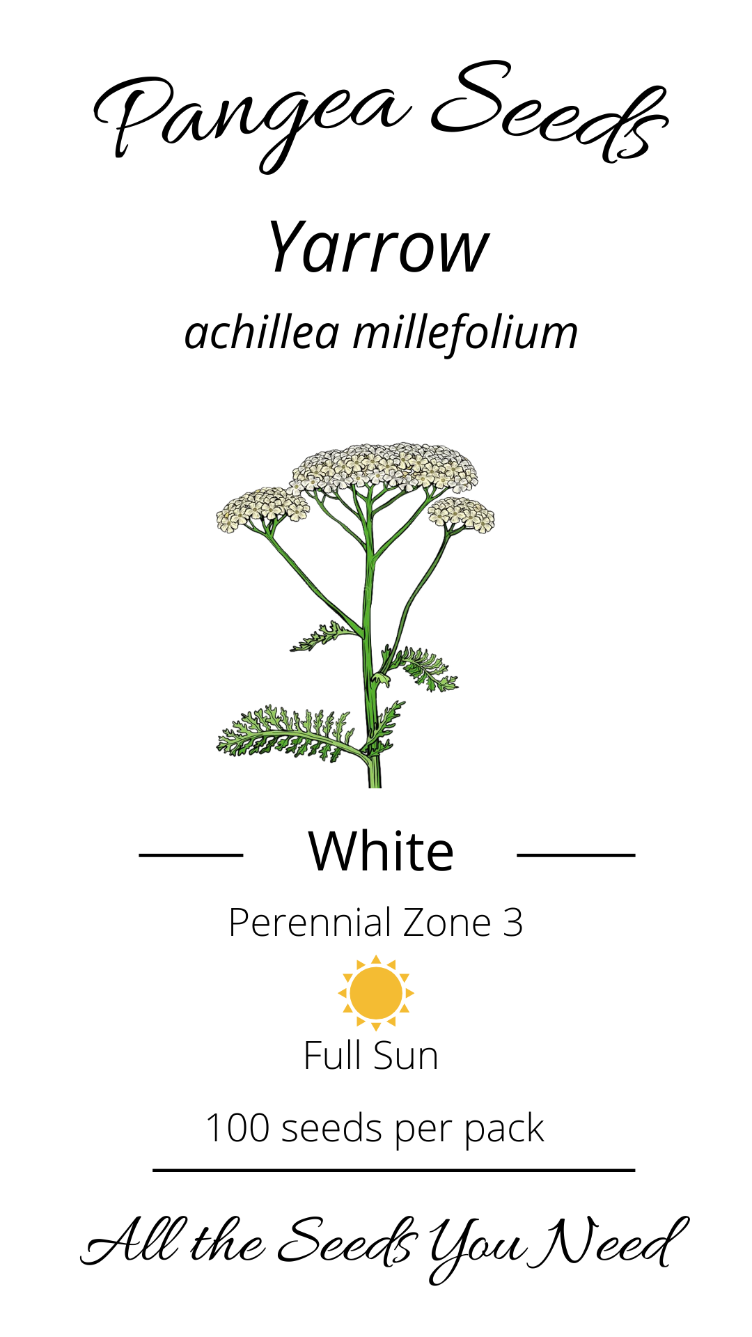 White Yarrow/Achillea