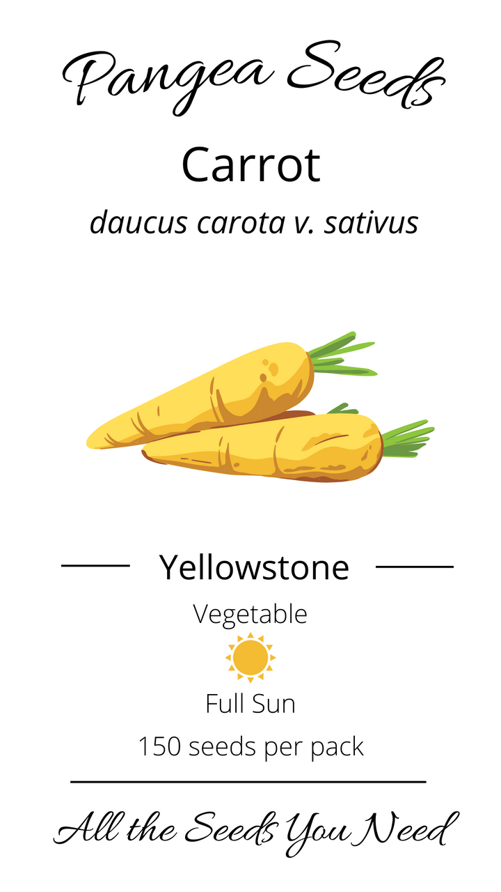 Yellow Hybrid Carrots