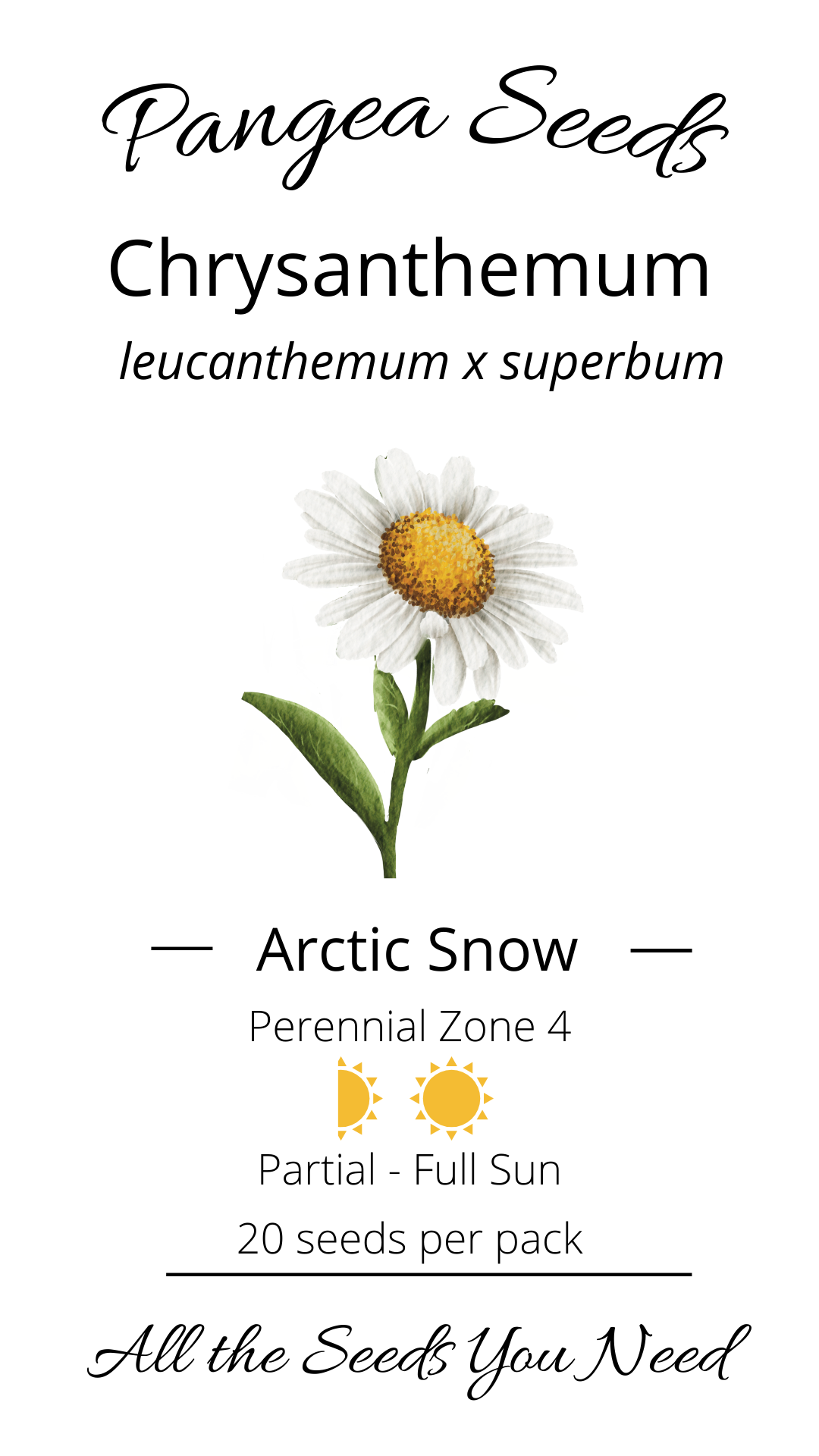 Arctic Snow Chrysanthemum