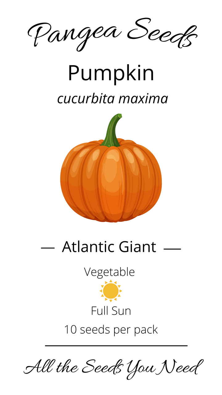 Atlantic Giant Pumpkin