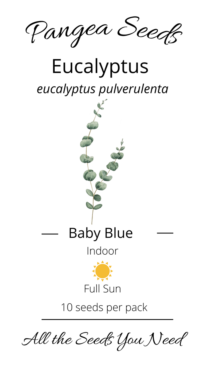 Baby Blue Eucalyptus