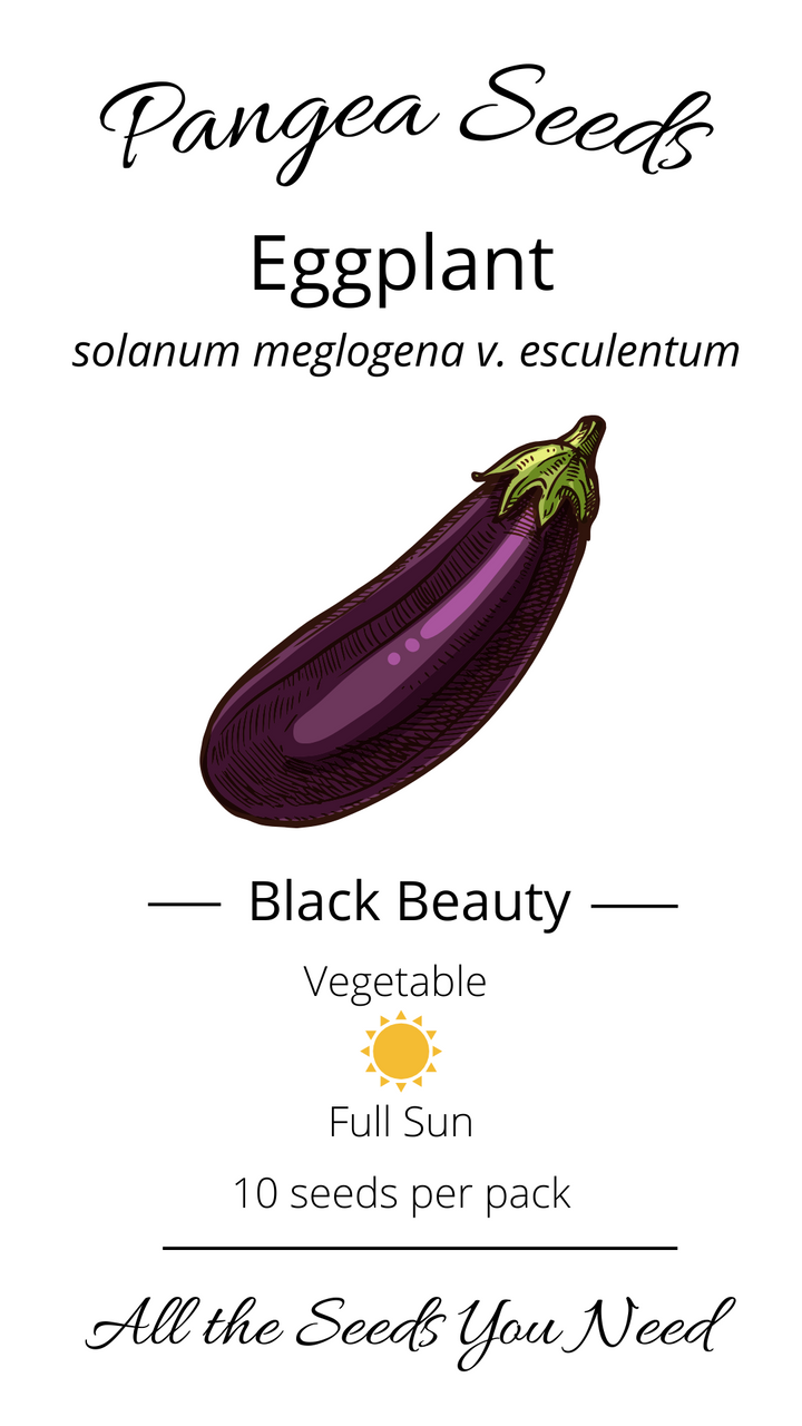 Black Beauty Eggplant