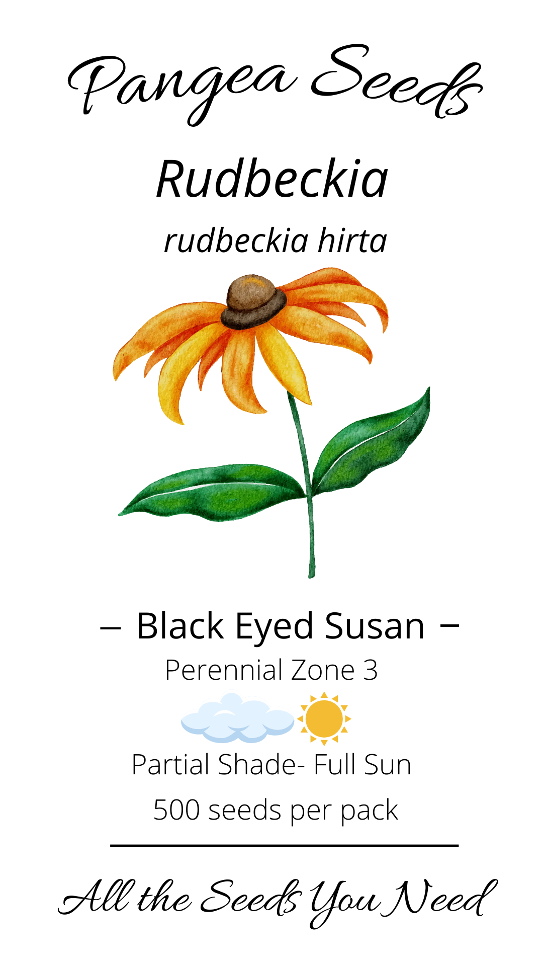 Black Eyed Susan (Rudbeckia)