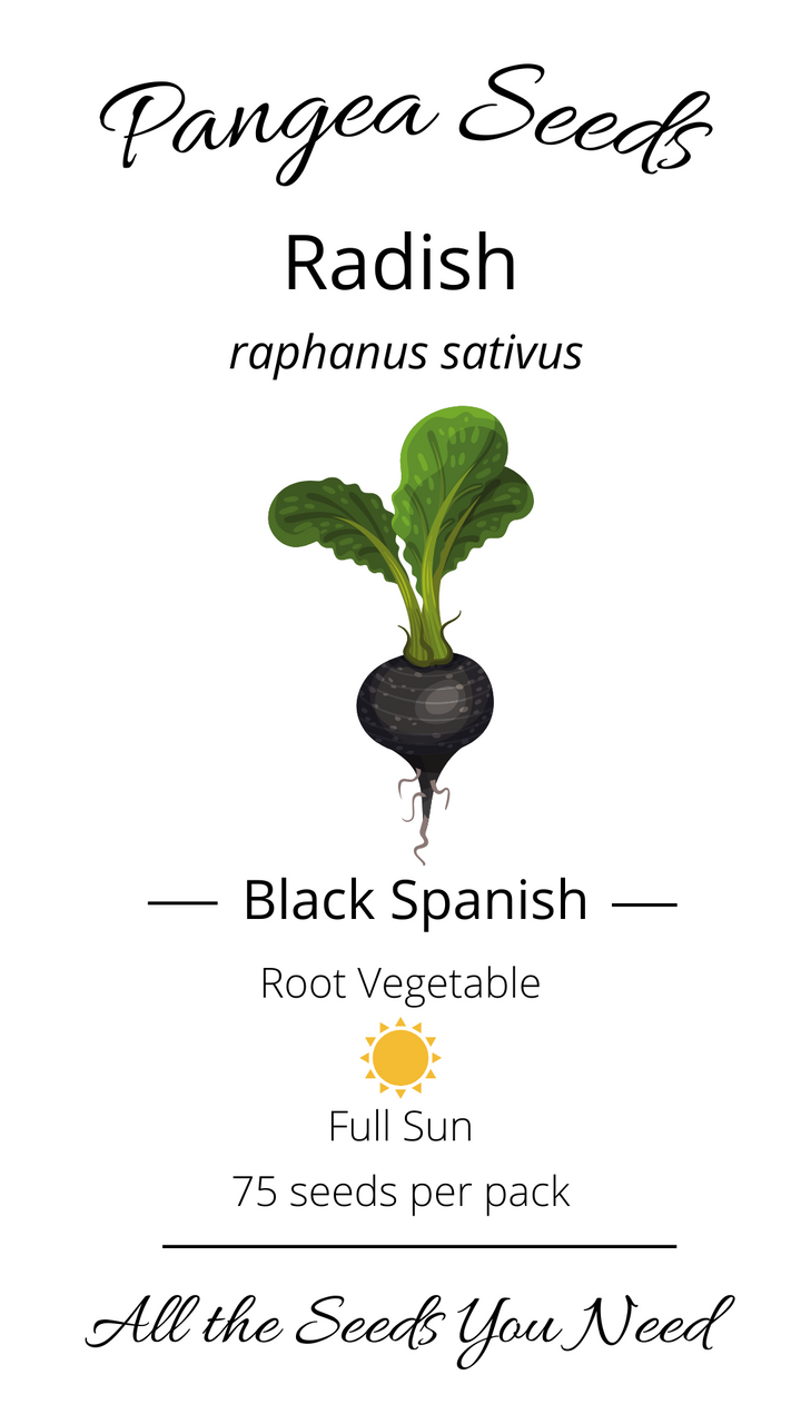 Black Spanish Radish