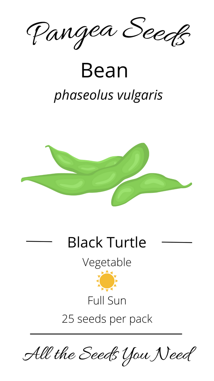 Black Turtle Bean