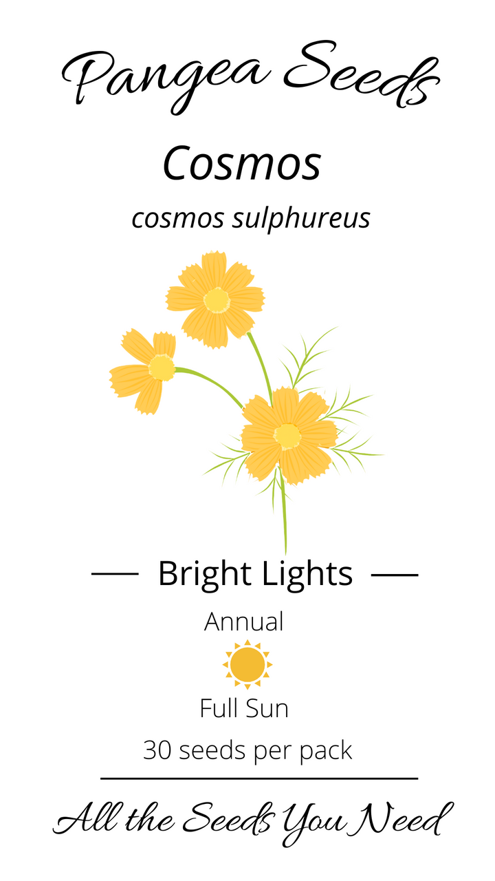 Bright Lights Cosmos