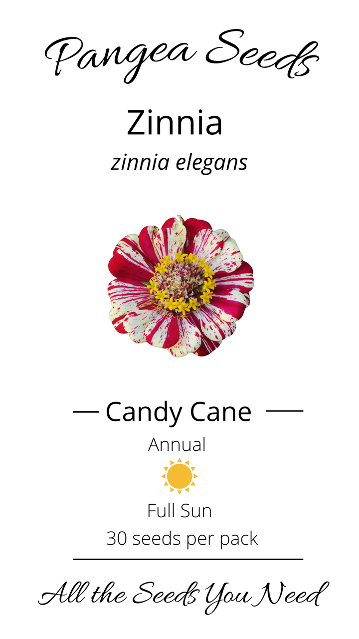 Candy Cane Zinnia