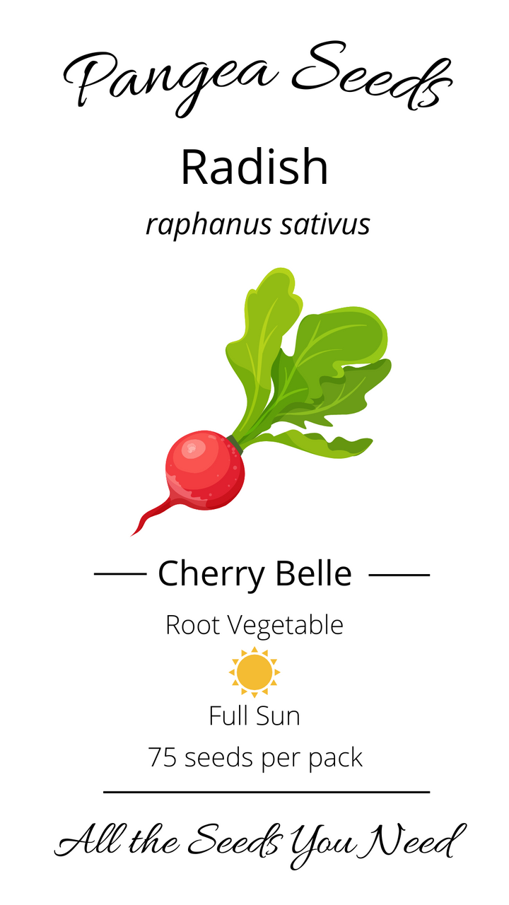 Cherry Belle Radish