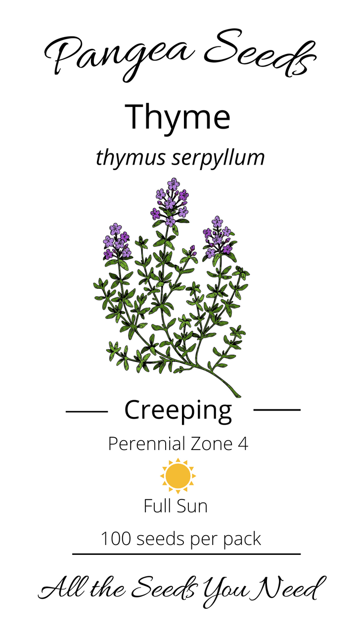 Creeping Thyme