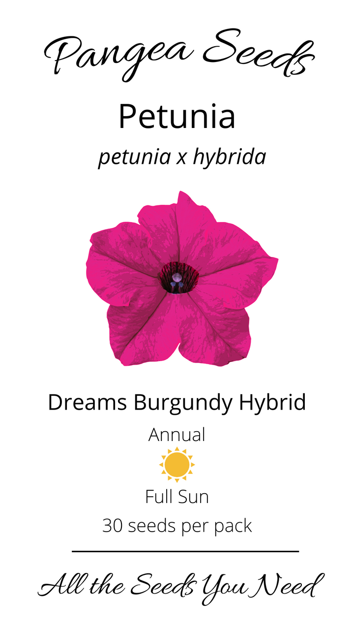 Dreams™ Burgundy Hybrid Petunia