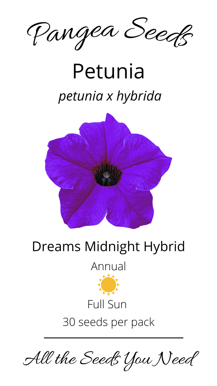 Dreams™ Midnight Hybrid Petunia