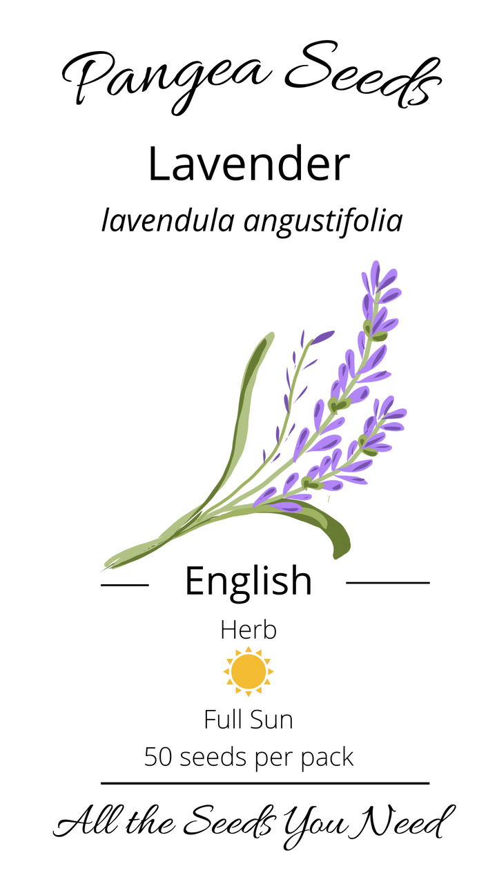 English Lavender