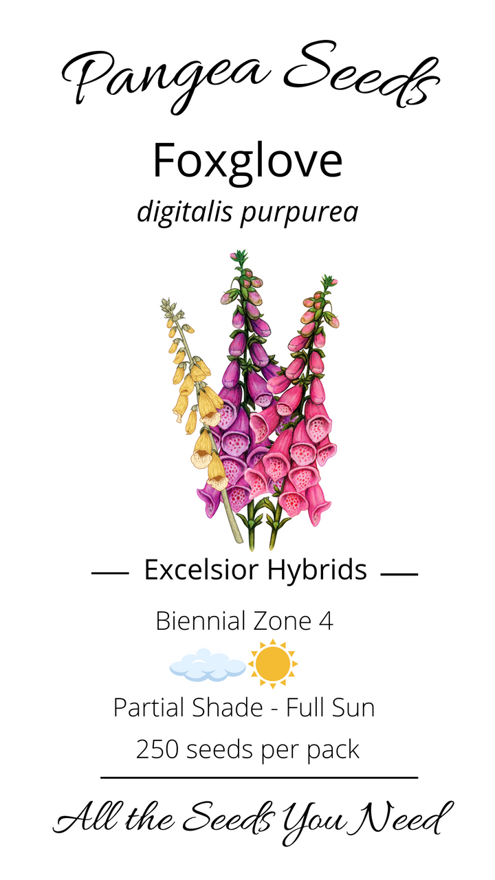 Excelsior Hybrids Foxglove