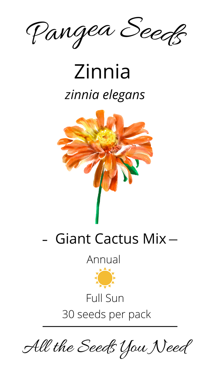 Giant Cactus Zinnia Mix