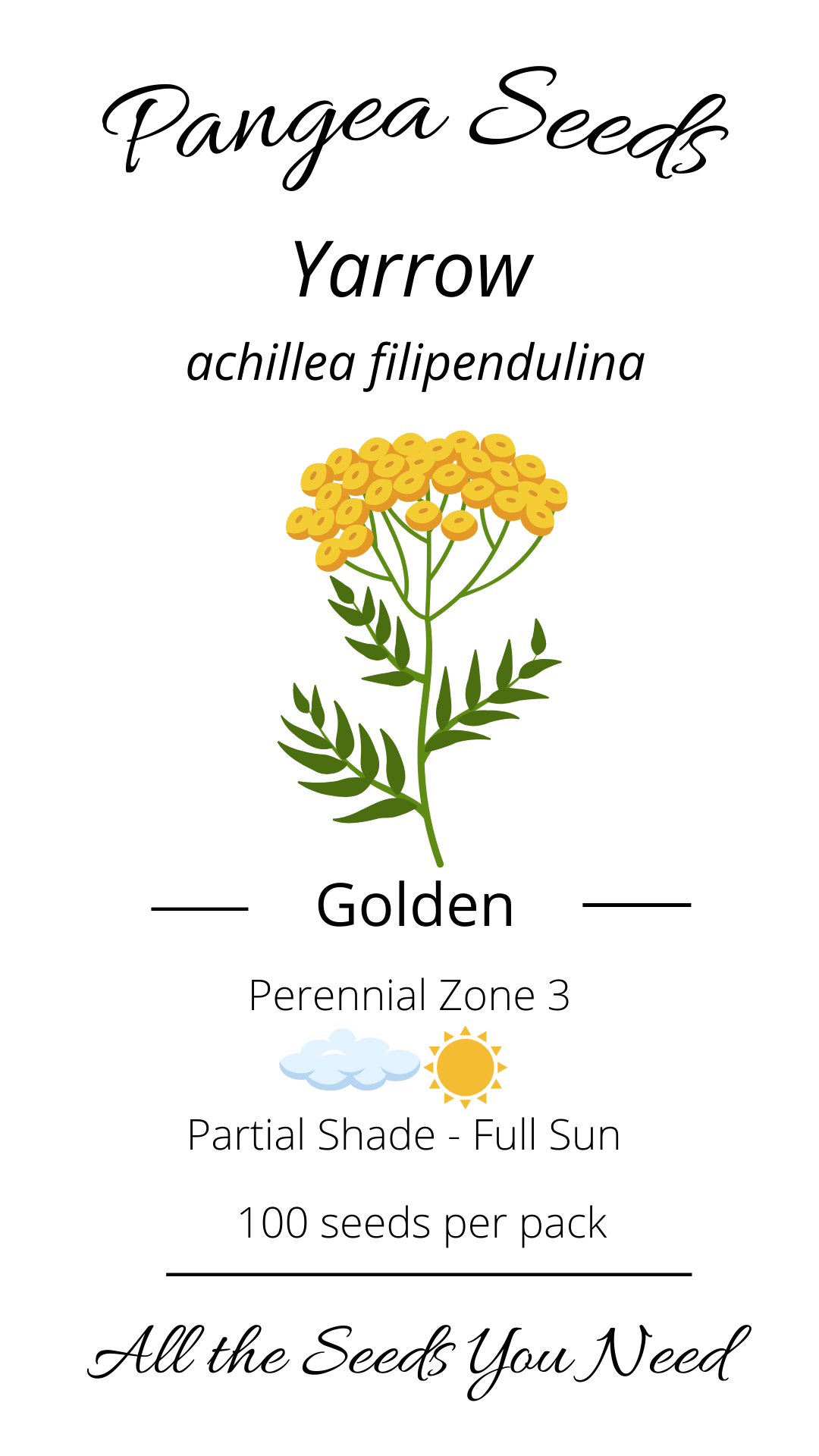 Golden Yarrow