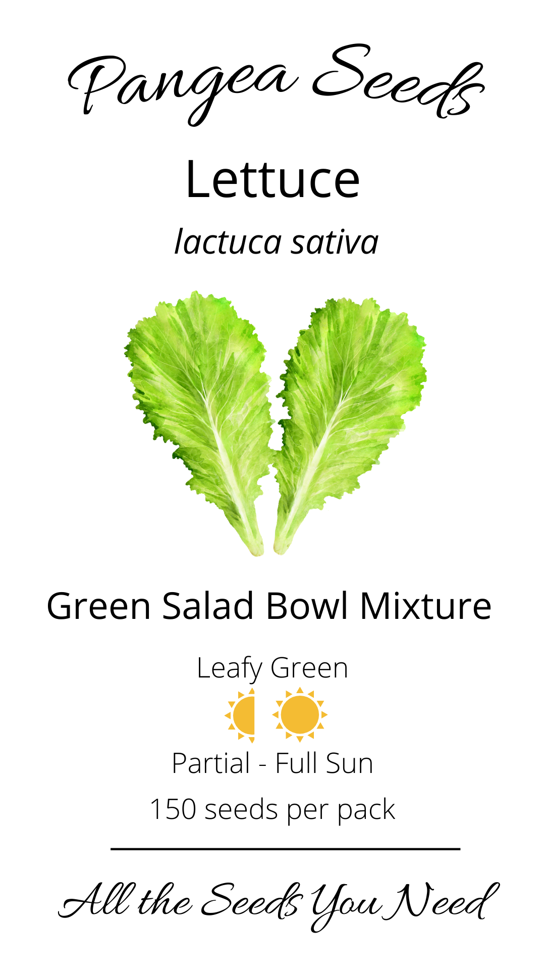 Green Salad Bowl Lettuce