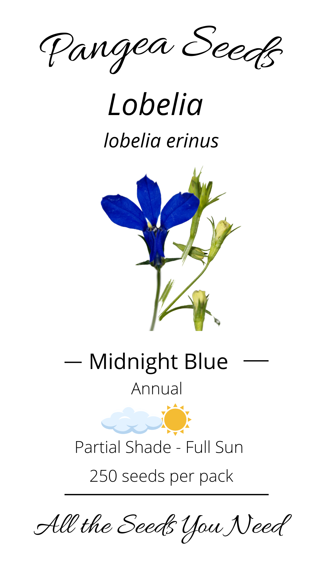 Midnight Blue Lobelia