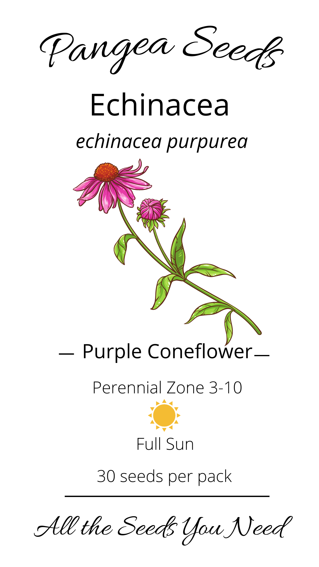 Purple Coneflower Echinacea