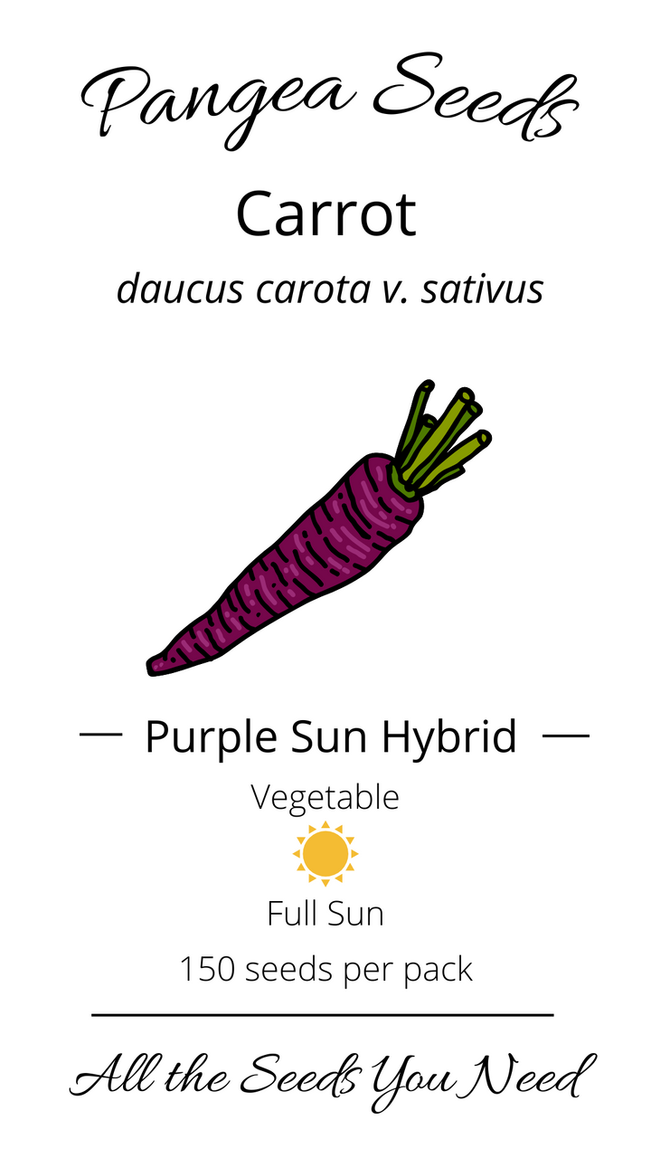 Purple Hybrid Carrot