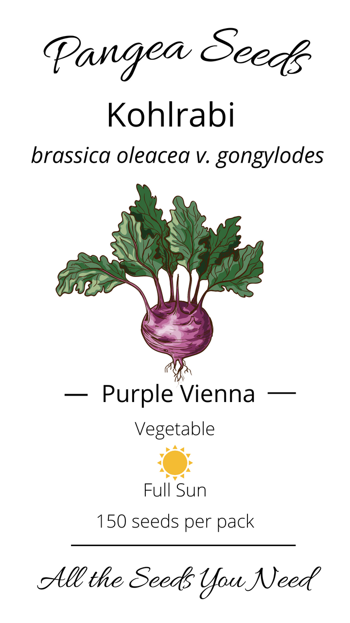 Purple Vienna Kohlrabi