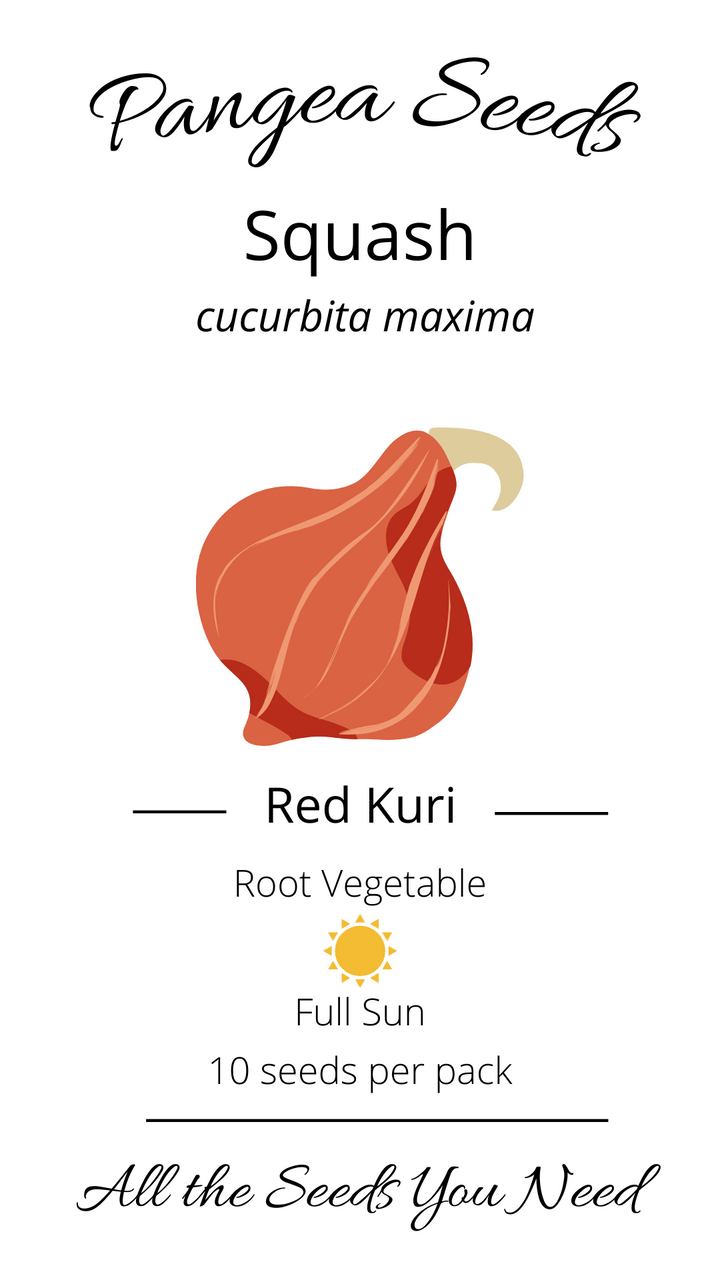 Red Kuri Squash