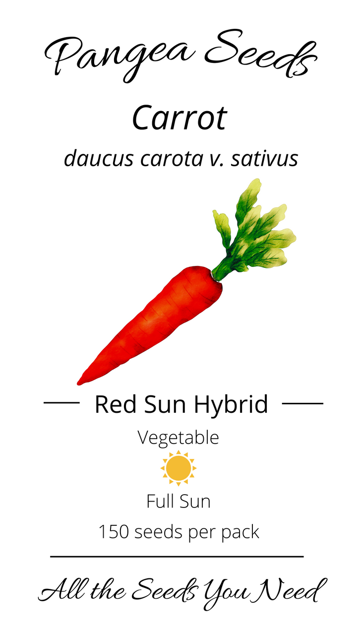 Red Hybrid Carrot