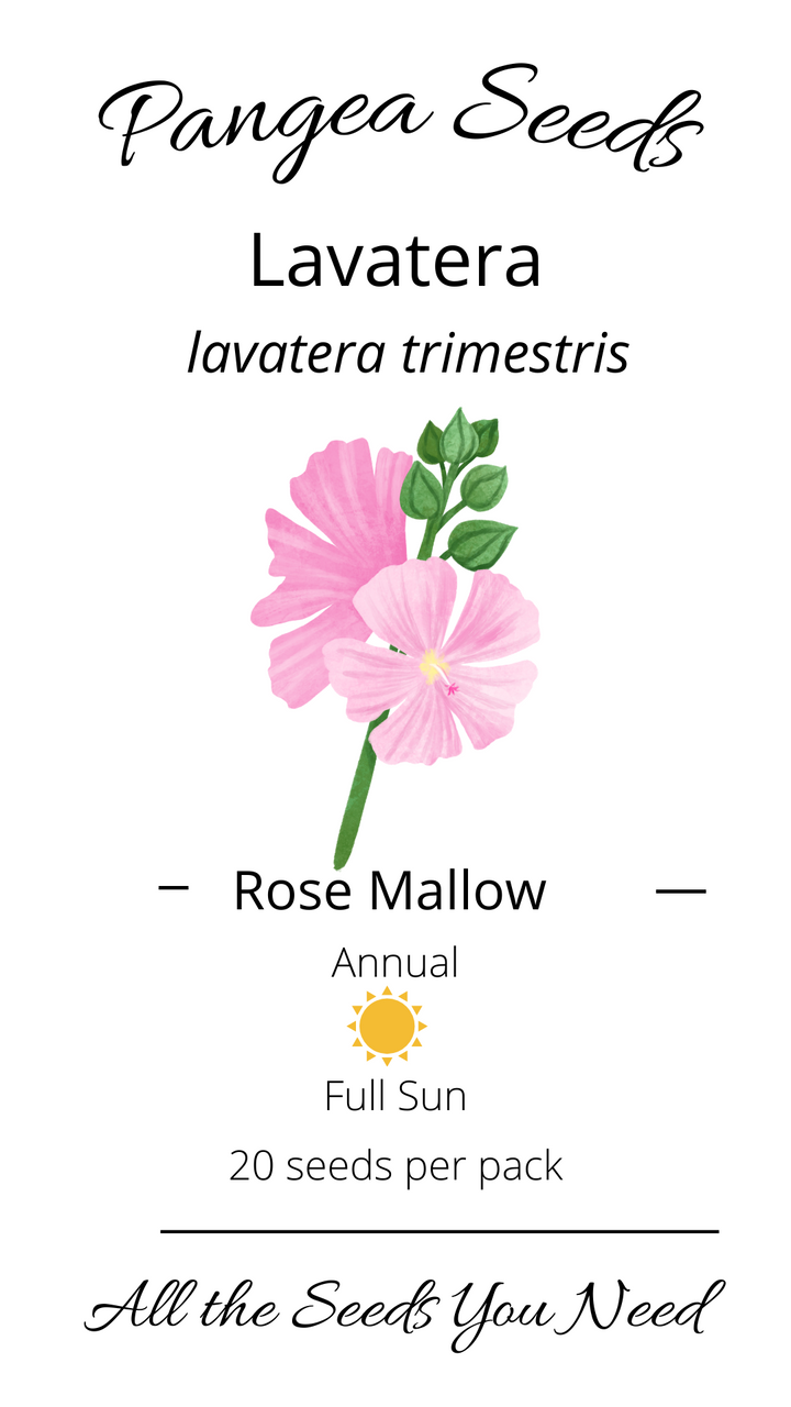 Rose Mallow Lavatera