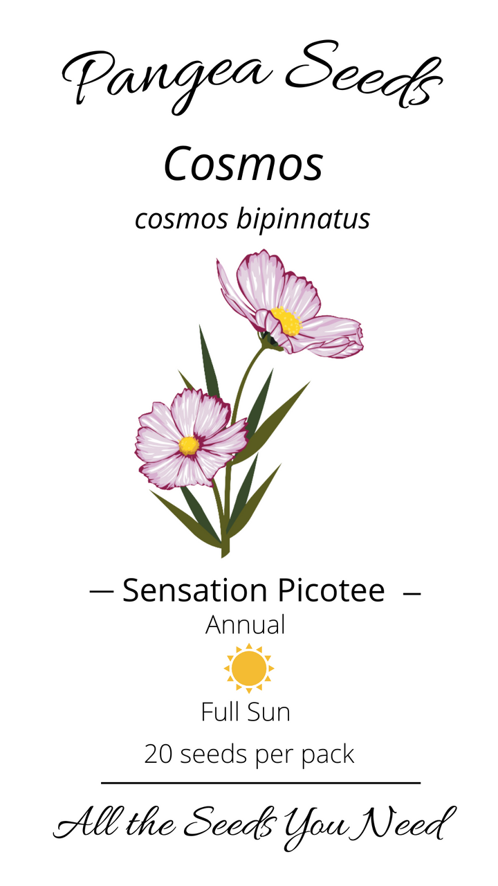 Sensation Picotee Cosmos