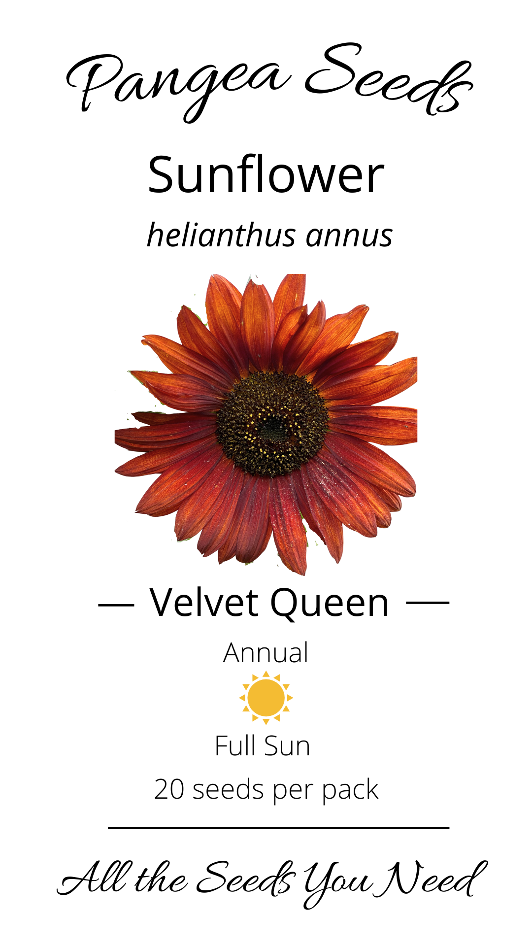 Velvet Queen Sunflower