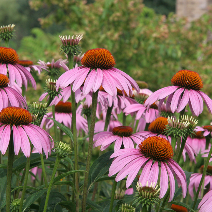 Purple Coneflower Echinacea