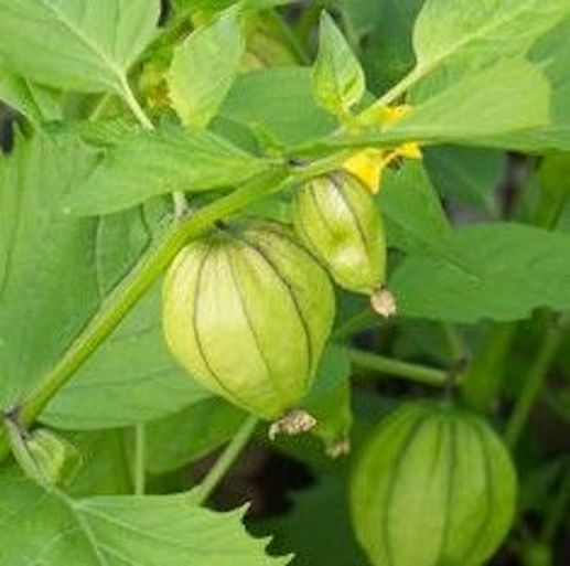 Rio Grande Verde Tomatillo