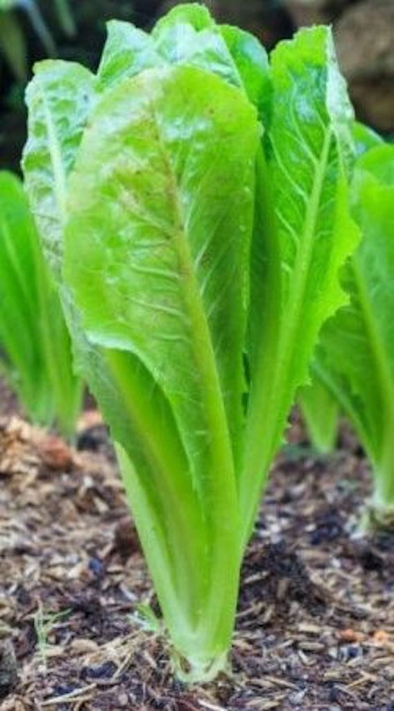 Romaine Lettuce