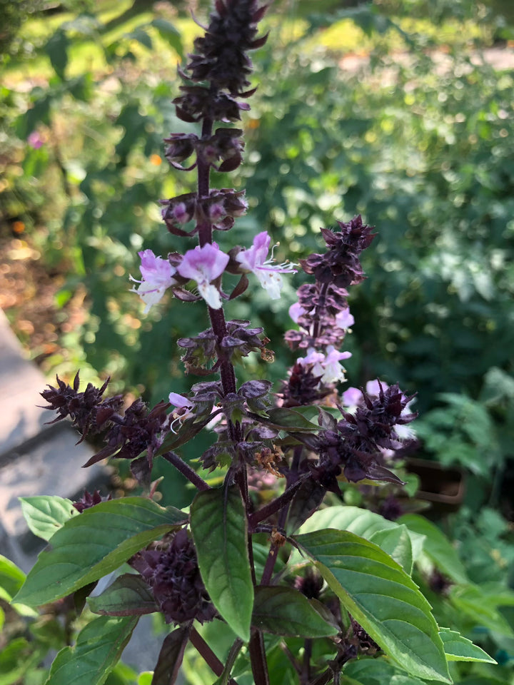 Thai Basil