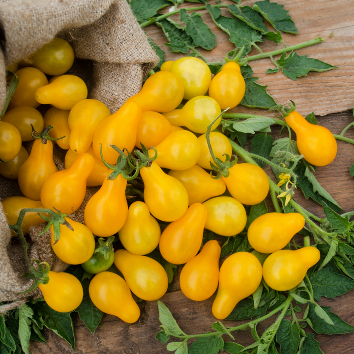 Yellow Pear-Shaped Tomato