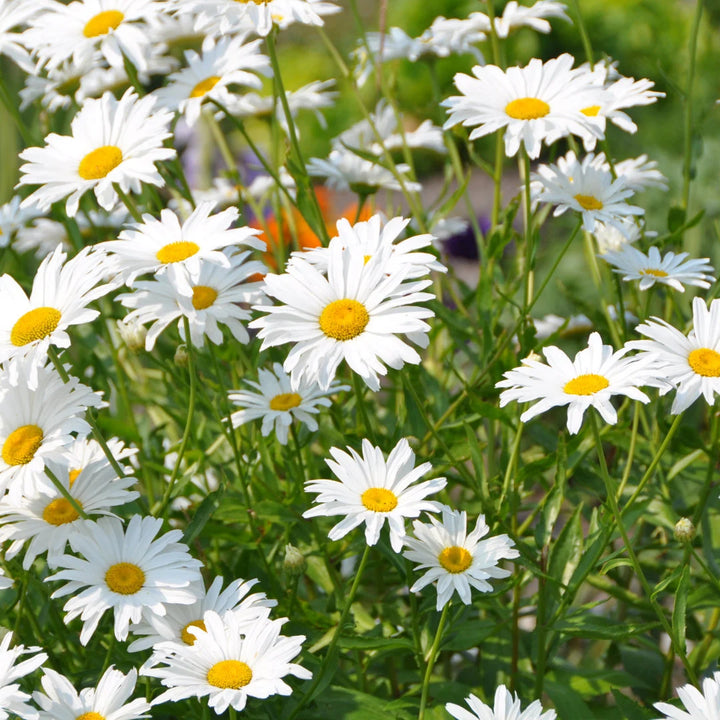 Arctic Snow Chrysanthemum