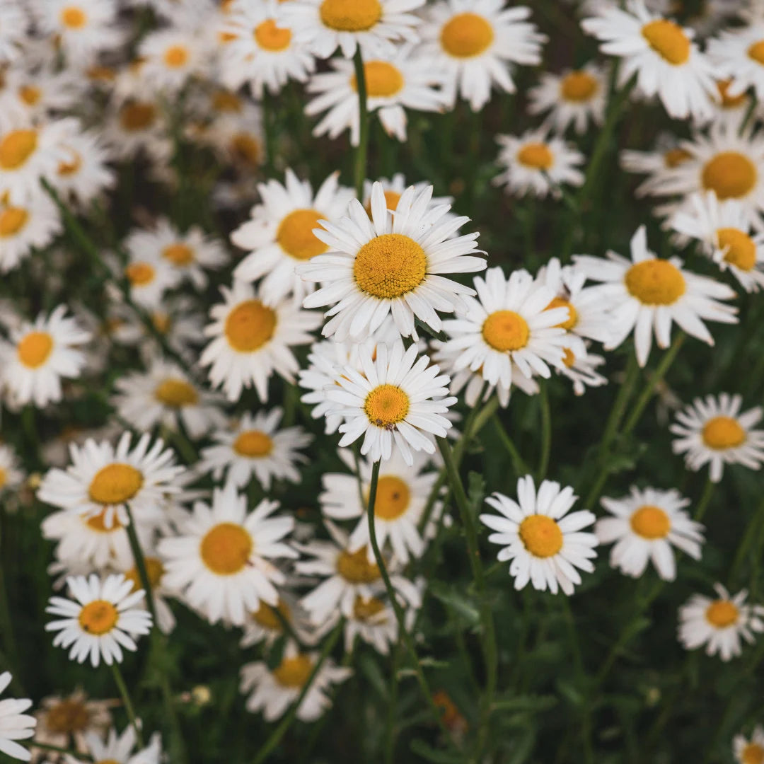 Alaska Chrysanthemum