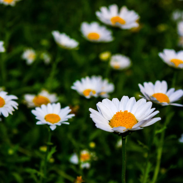 Alaska Chrysanthemum