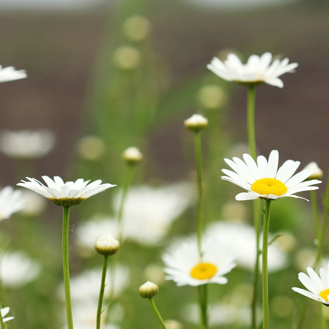 Alaska Chrysanthemum