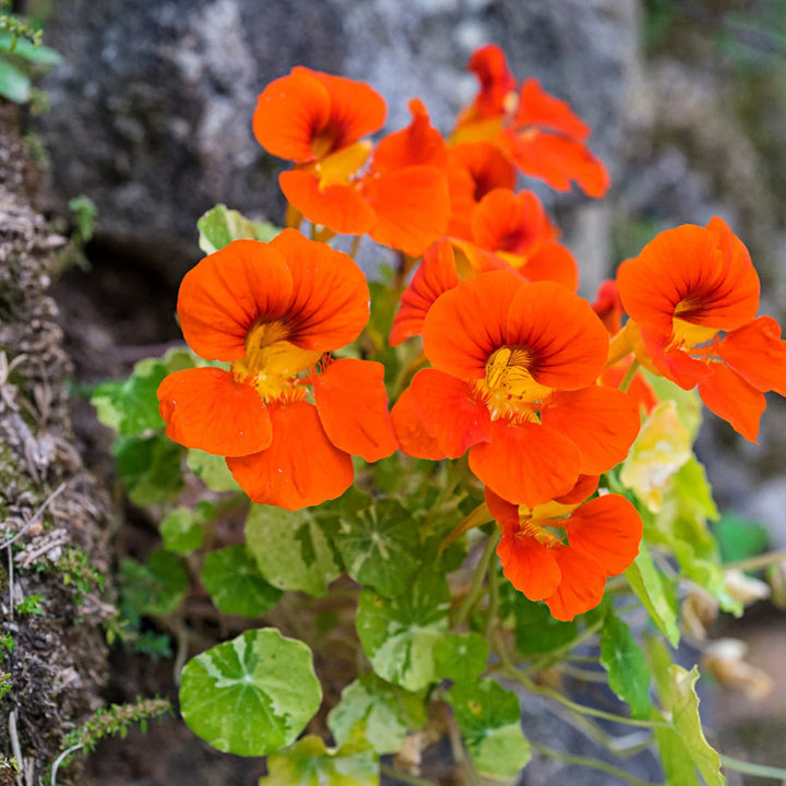 Alaska Mix Nasturtium