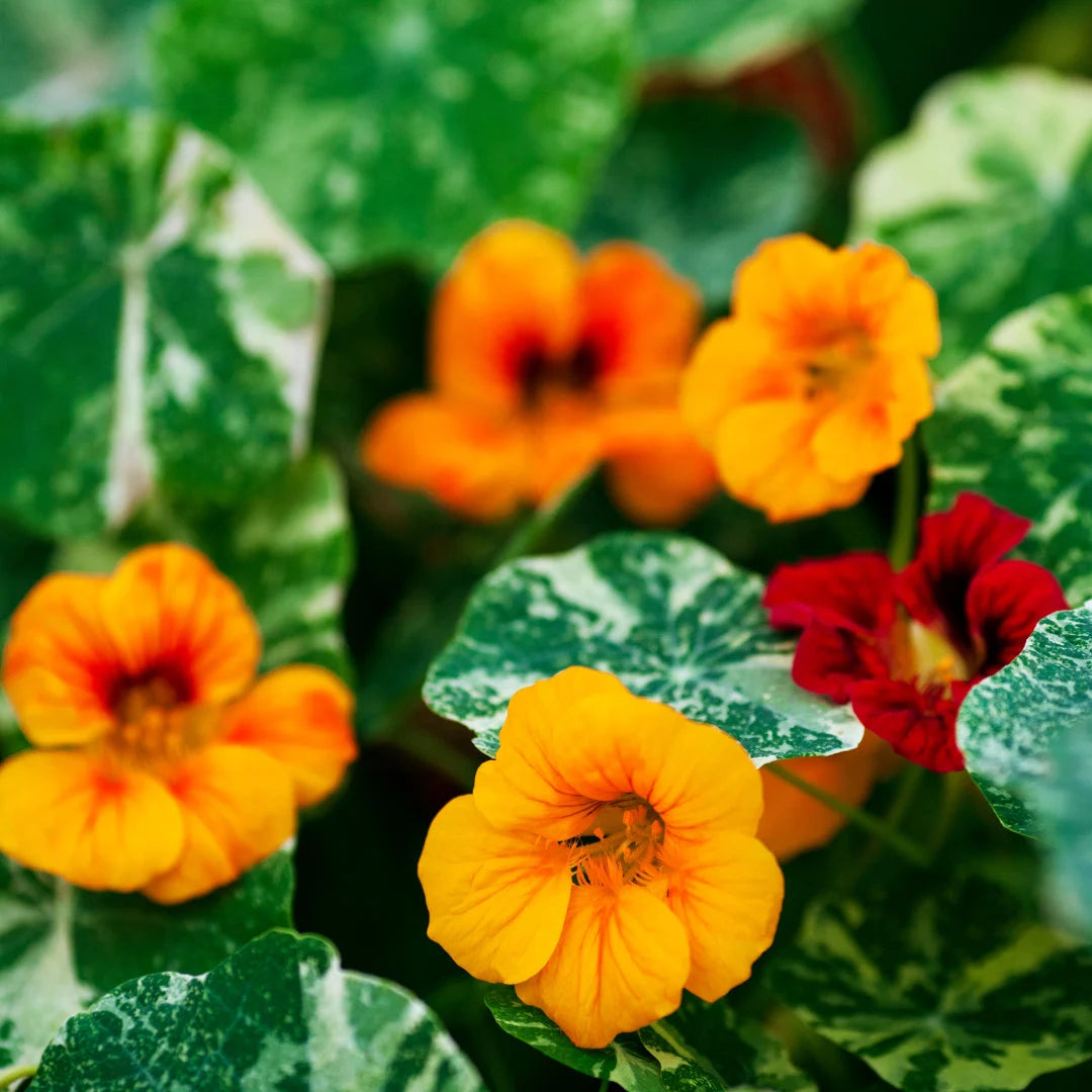 Alaska Mix Nasturtium