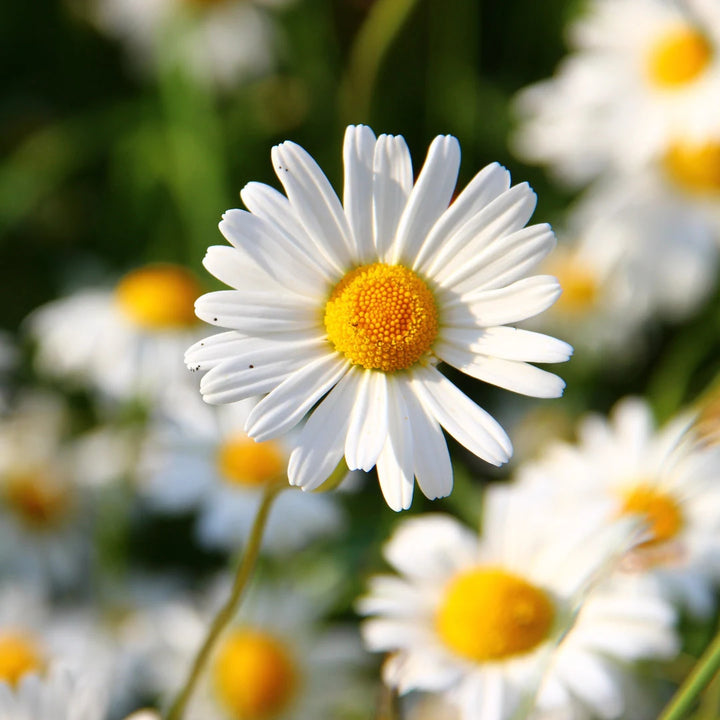 Alaska Chrysanthemum